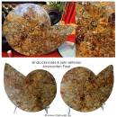Ammonite pair
